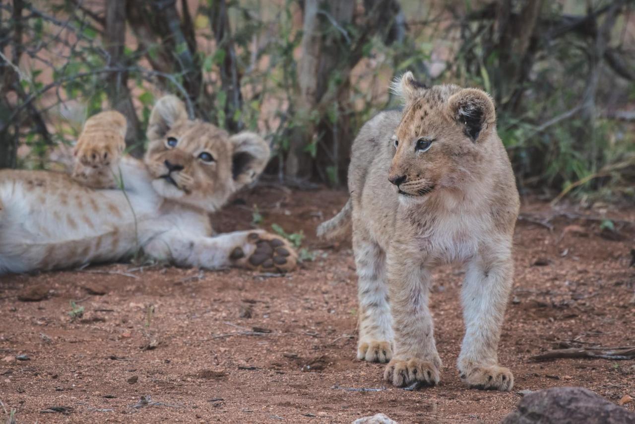 Ku Sungula Safari Lodge Rizab Memburu Balule Luaran gambar