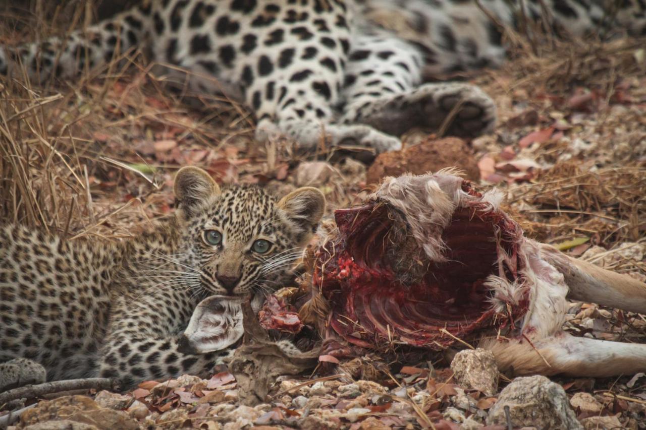 Ku Sungula Safari Lodge Rizab Memburu Balule Luaran gambar