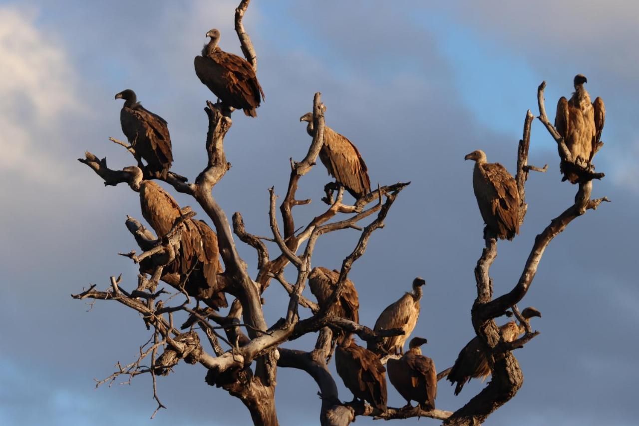 Ku Sungula Safari Lodge Rizab Memburu Balule Luaran gambar