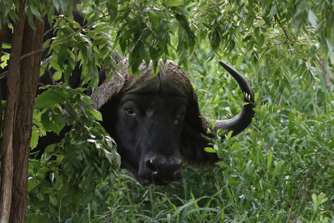 Ku Sungula Safari Lodge Rizab Memburu Balule Luaran gambar