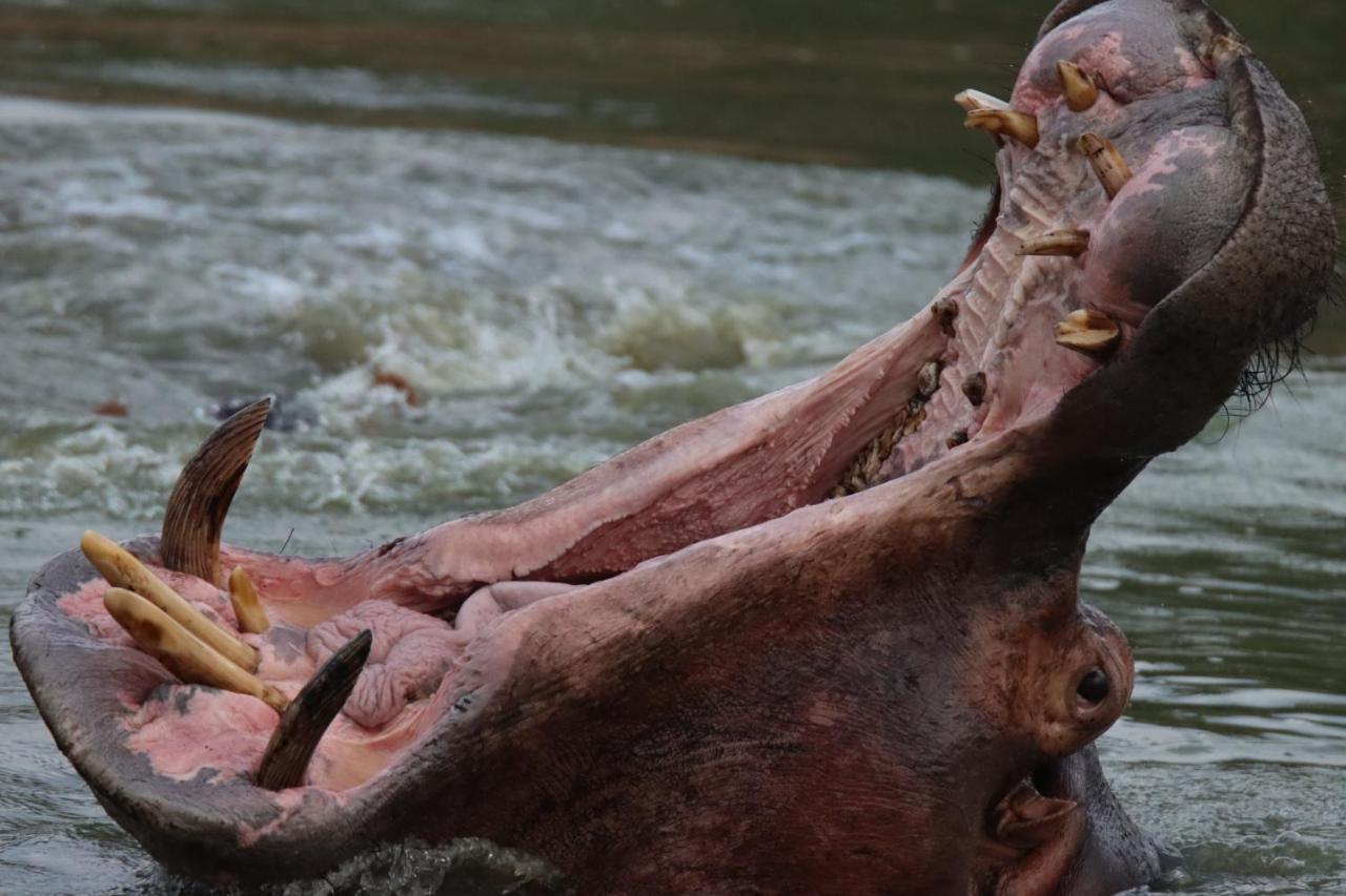 Ku Sungula Safari Lodge Rizab Memburu Balule Luaran gambar