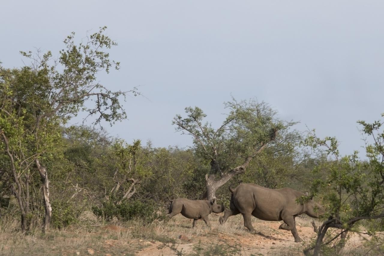 Ku Sungula Safari Lodge Rizab Memburu Balule Luaran gambar