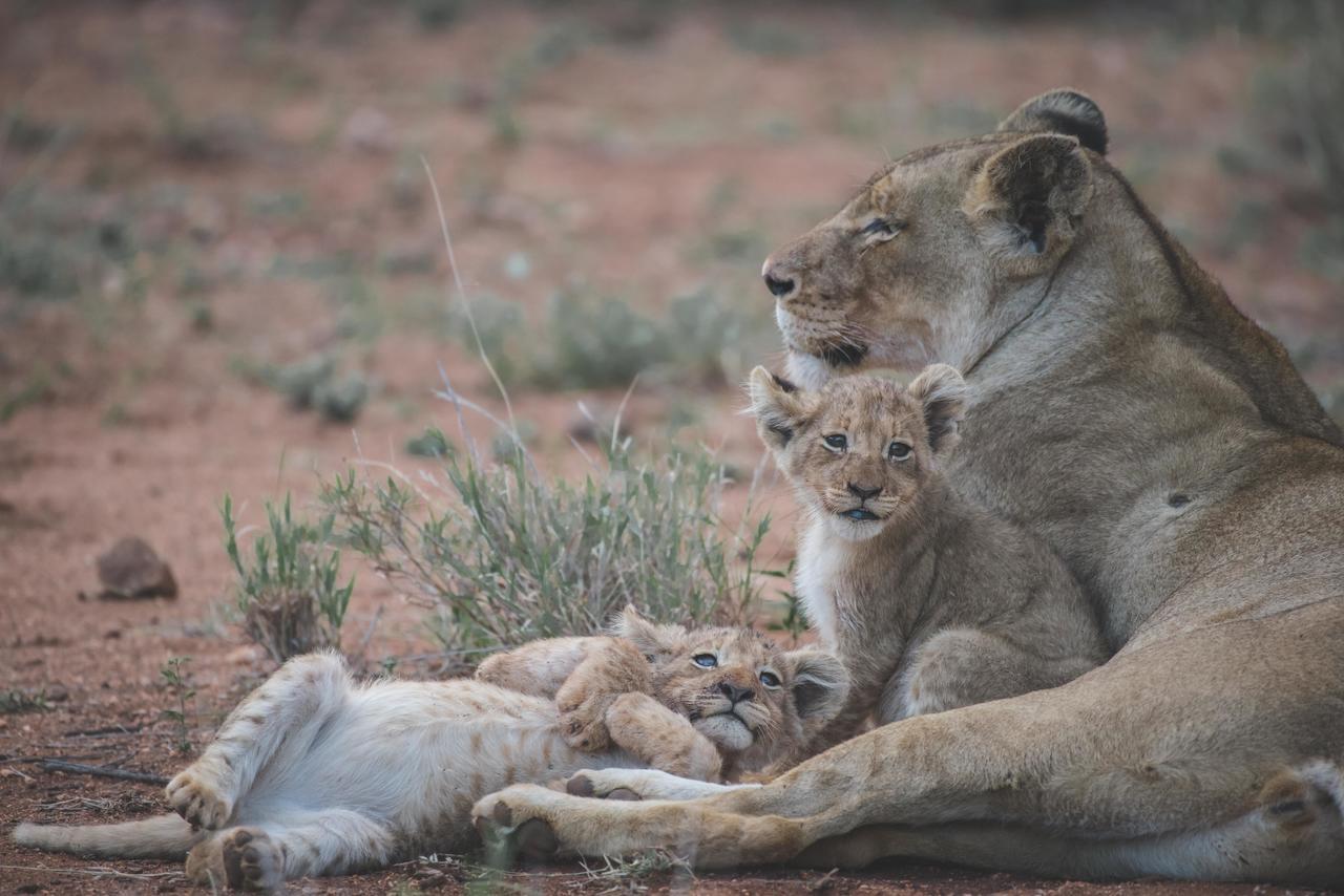 Ku Sungula Safari Lodge Rizab Memburu Balule Luaran gambar