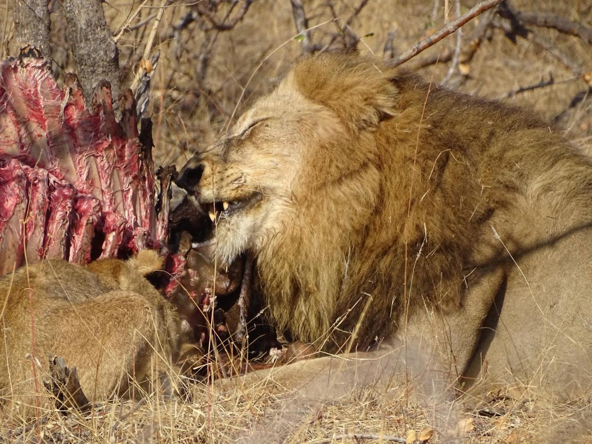 Ku Sungula Safari Lodge Rizab Memburu Balule Luaran gambar